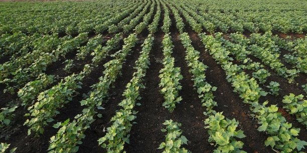 Tunisie : l’Etat se mobilise pour l’exploitation de ses terres domaniales agricoles