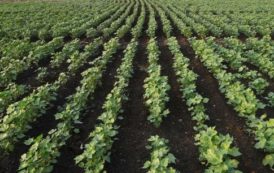 Kenya : les OGM bientôt introduits dans l’alimentation
