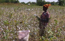 Culture du coton: Environ 3 milliards FCFA de la Banque mondiale pour soutenir des producteurs burkinabè