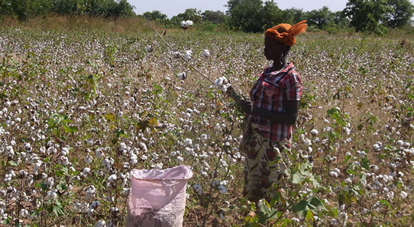 Culture du coton: Environ 3 milliards FCFA de la Banque mondiale pour soutenir des producteurs burkinabè