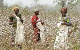 Côte d’Ivoire : Intercoton donne deux raisons à la faiblesse de la filière en Côte d’Ivoire