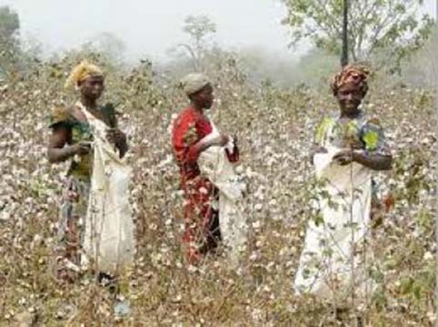 Côte d’Ivoire : Intercoton donne deux raisons à la faiblesse de la filière en Côte d’Ivoire