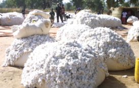 Togo : l’objectif de 100 000 tonnes de coton n’est plus très loin…