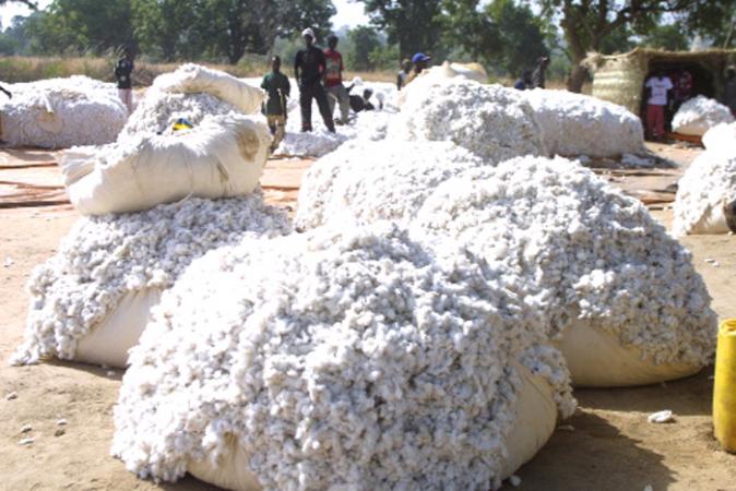 Togo : l’objectif de 100 000 tonnes de coton n’est plus très loin…