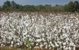 Coup de pouce aux producteurs de coton au Bénin