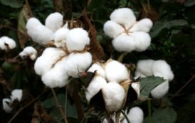 22% de la production mondiale de coton est labellisée durable BCI