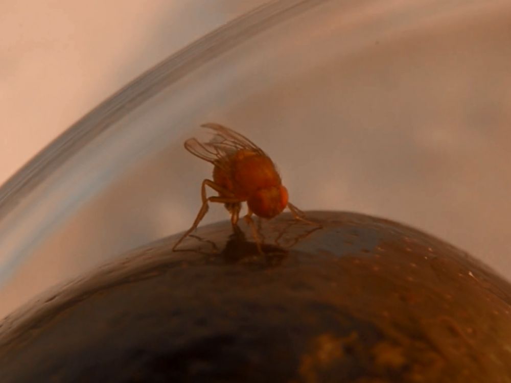 La mouche D. suzukii fait des ravages grâce à son odorat