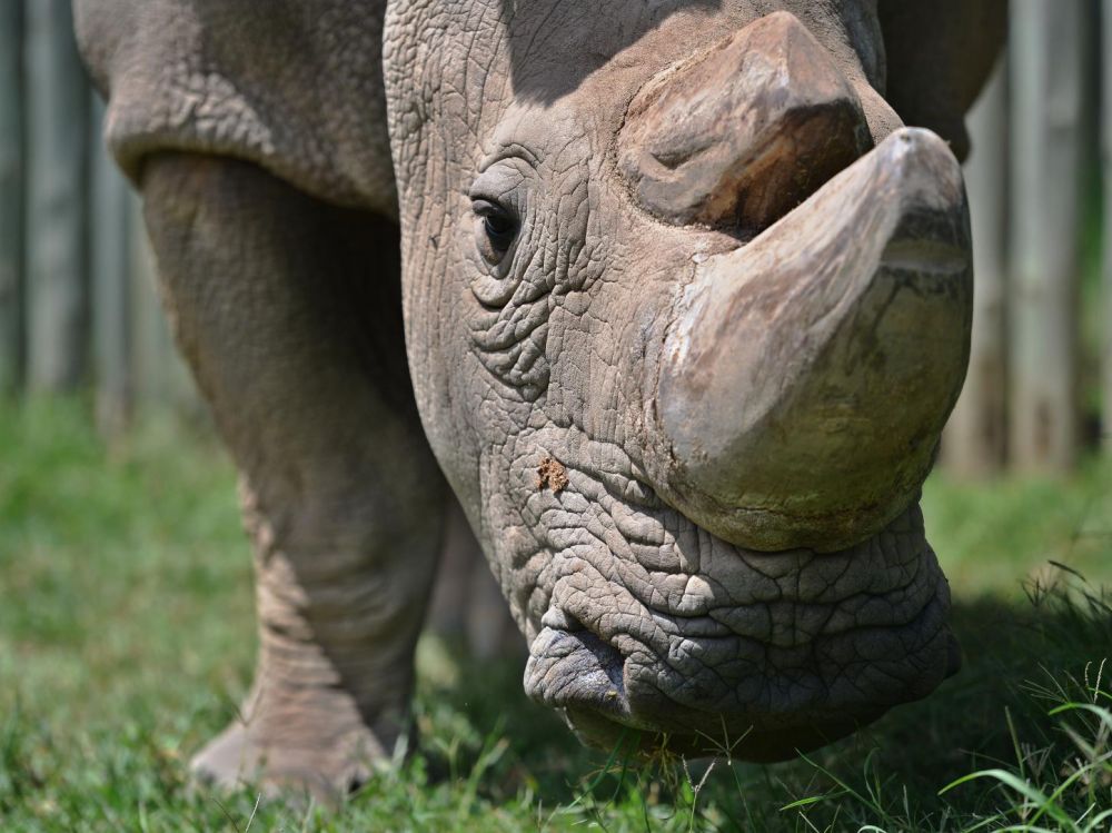 Ces animaux qui paient le prix des croyances et superstitions