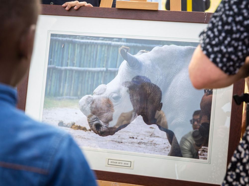 La création d’embryons de rhinocéros blancs in vitro redonne de l’espoir aux chercheurs