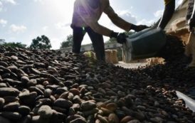 Cameroun / Chute De Prix: Le Plan Anti-Crise Du Cacao