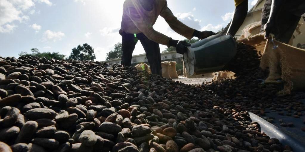 Cameroun / Chute De Prix: Le Plan Anti-Crise Du Cacao