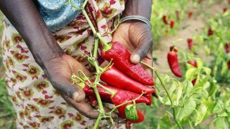 Tanzanie : la Fondation Aga Khan lance un projet d’agrobusiness pour créer des chaînes de valeur agricole