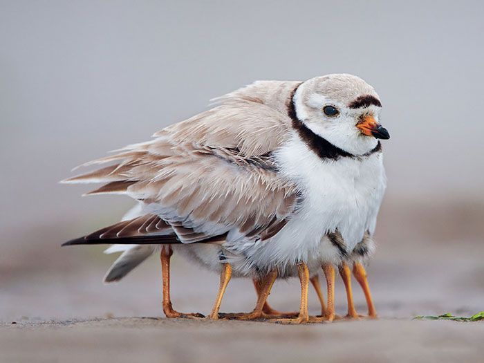 20 photos d’oiseaux prenant soin de leurs bébés