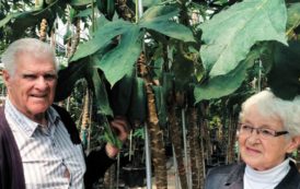 Bananes, ananas et mangues poussent dans les Laurentides