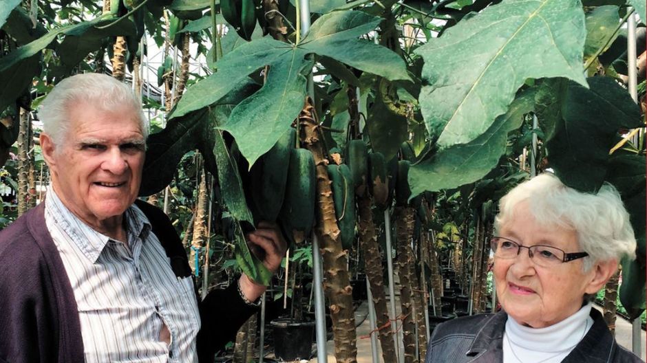 Bananes, ananas et mangues poussent dans les Laurentides