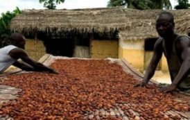 Fuite du cacao vers le Ghana : Comment freiner la vente illicite ?
