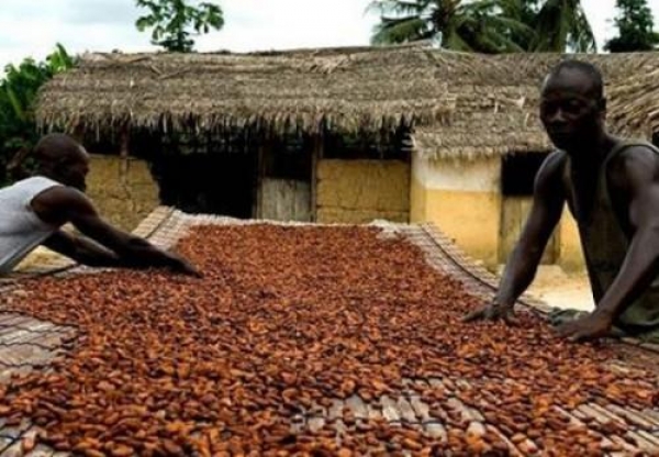 Fuite du cacao vers le Ghana : Comment freiner la vente illicite ?