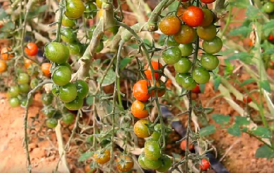 Des tomates cultivées avec la moitié de la quantité d’eau sans perte de qualité