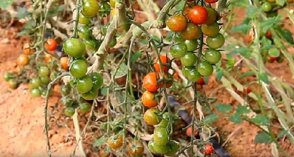 Des tomates cultivées avec la moitié de la quantité d’eau sans perte de qualité
