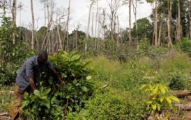 Côte d’Ivoire : le gouvernement met sur pied une nouvelle politique forestière