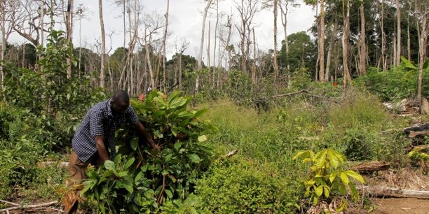 Côte d’Ivoire : le gouvernement met sur pied une nouvelle politique forestière