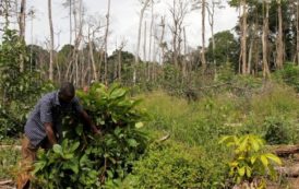 Côte d’Ivoire : l’émergence hypothéquée par le changement climatique