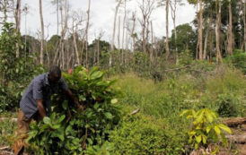 La Côte d’Ivoire adhère à l’Initiative Cacao-Forêt pour sauver sa couverture forestière