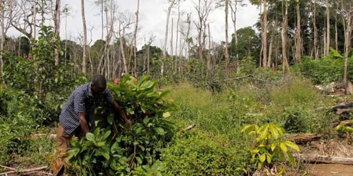 La Côte d’Ivoire adhère à l’Initiative Cacao-Forêt pour sauver sa couverture forestière