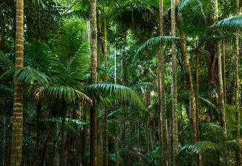 Déforestation et chaînes agricoles mondiales, où en sommes-nous ?