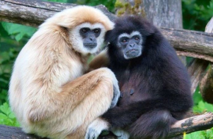 Extinction des grands singes : le tourisme protège… mais jusqu’où ?