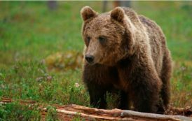 Comment survivre si vous tombez nez à nez avec un ours