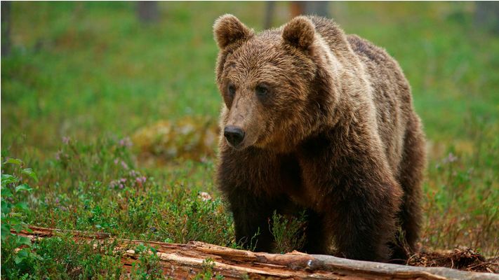 Comment survivre si vous tombez nez à nez avec un ours