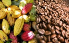 En Côte d’Ivoire, le recensement des producteurs de café et cacao a démarré