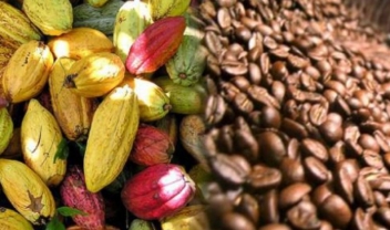 En Côte d’Ivoire, le recensement des producteurs de café et cacao a démarré