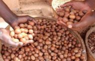 Côte d’Ivoire / Filière Karité : Un appui de 14 milliards Fcfa pour une autonomisation efficiente des coopératives