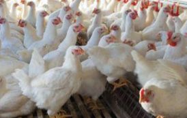 Nigeria: Bird flu kills 11,000 poultry in one week in Plateau – PAN