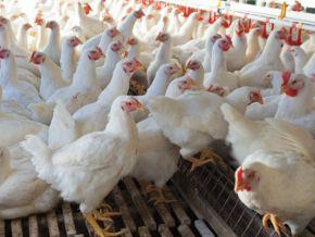 Nigeria: Bird flu kills 11,000 poultry in one week in Plateau – PAN