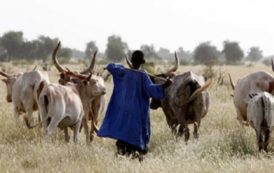 Élevage au Sénégal : l’usage d’antibiotiques connaît une hausse inquiétante