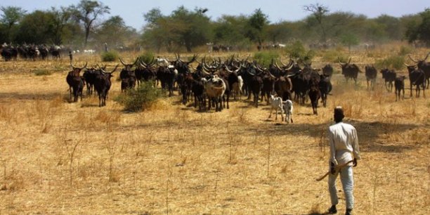 Cameroun : 42,5 millions de dollars pour la filière agro-pastorale