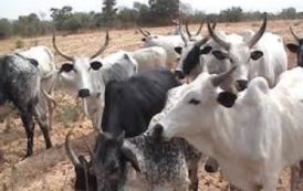 Les vaches au Nigeria ne donnent qu’un litre de lait par jour