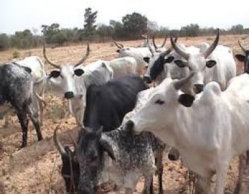 Les vaches au Nigeria ne donnent qu’un litre de lait par jour