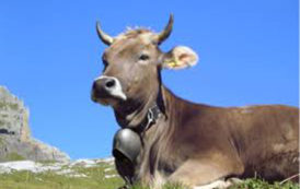 La Cedeao et la Suisse signent un accord élevage de € 5,3 millions