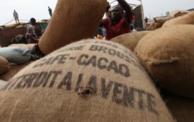 Cacao : à contre-pied du Ghana, la Côte d’Ivoire abaisse encore les prix