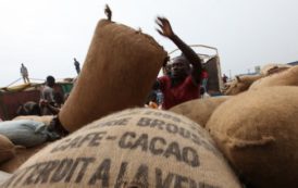 Cacao : Abidjan et Washington vont enquêter sur le travail des enfants dans le secteur