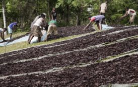 Comment les prix fous de la vanille pourrissent la filière à Madagascar