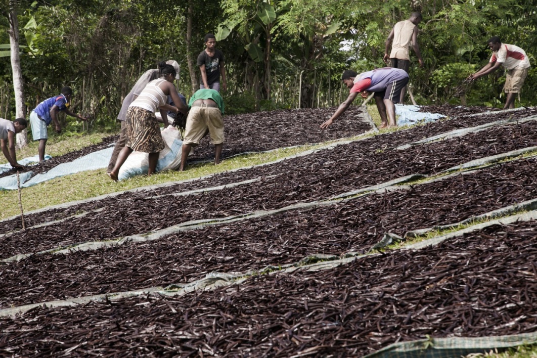 Comment les prix fous de la vanille pourrissent la filière à Madagascar