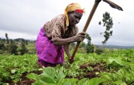 Côte d’Ivoire : La FAO veut valoriser le rôle des femmes dans les chaînes de valeur agroalimentaire