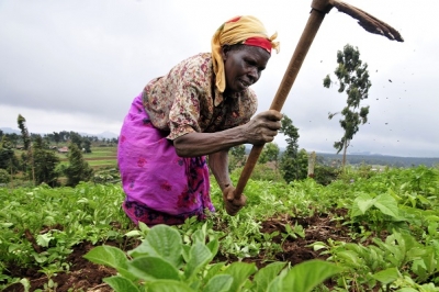 Côte d’Ivoire : La FAO veut valoriser le rôle des femmes dans les chaînes de valeur agroalimentaire