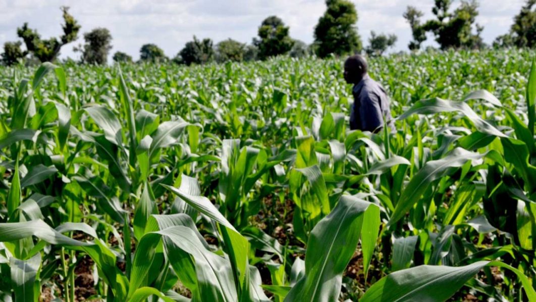 Le fonds UFF-NAIC investit dans une ferme de 3 500 ha au Nigeria