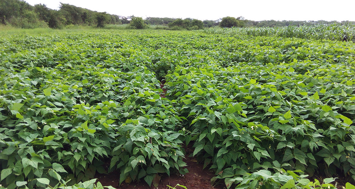 Ouganda : Une agricultrice lutte contre les insectes nuisibles et les maladies avec des semences de qualité et des pesticides